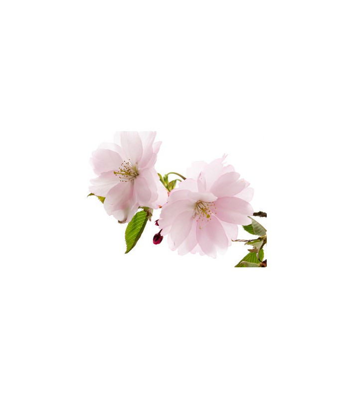 Thé vert Bancha Fleur de cerisier