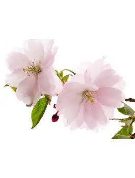 Thé vert Bancha Fleur de cerisier