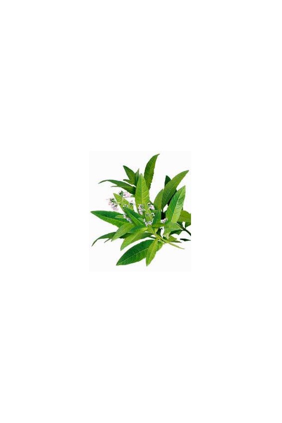 Verveine odorante feuilles 30g BIO*