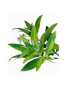 Verveine odorante feuilles 30g BIO