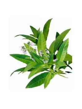 Verveine odorante feuilles 30g BIO