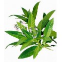 Verveine odorante feuilles 30g BIO