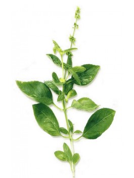 Tulsi orange gingembre Bio* 75g