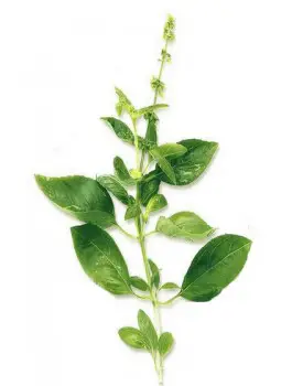 Tulsi orange gingembre Bio* 75g