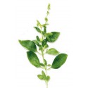 Tulsi orange gingembre Bio* 80g