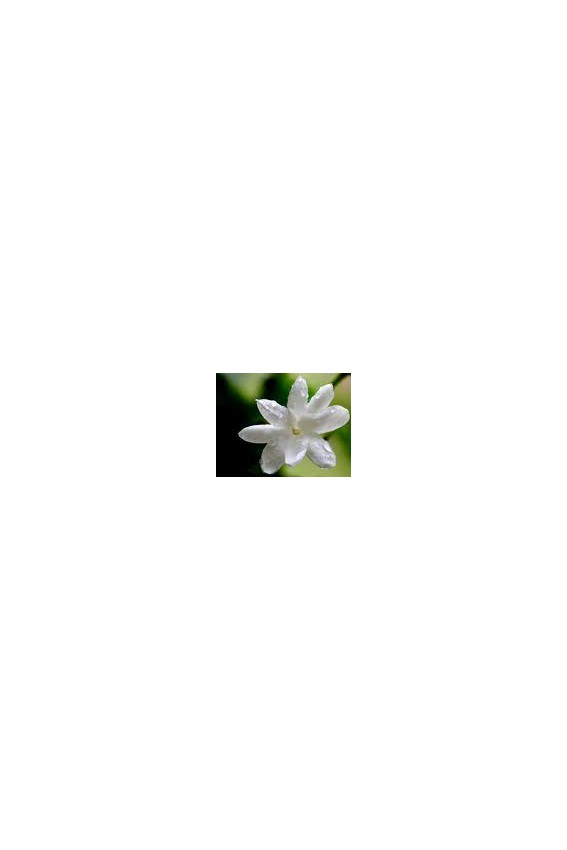 Thé vert Jasmin fleurs Bio*