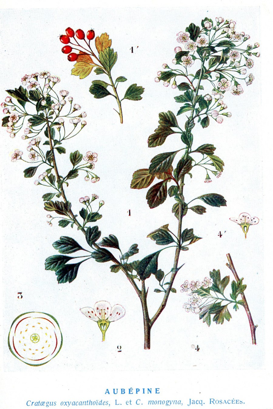 Tisane biologique à l'aubépine et à l'hibiscus - Traditional