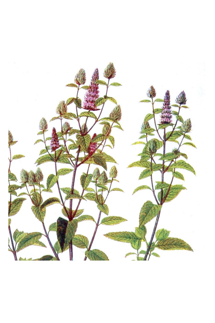 Tisane bio de plante - menthe poivrée