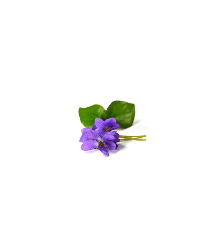 Thé vert violette fleurs Bio* - Herbatica (internet uniquement)