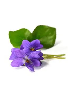 Thé vert violette fleurs Bio*