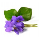 Thé vert violette fleurs