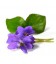 Thé vert violette fleurs Bio*