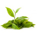 Thé vert Népal Green Guranse Bio*