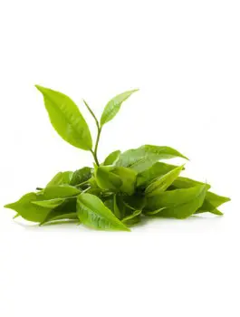 Darjeeling Vert 70g Bio