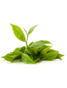 Thé vert Darjeeling Bio*