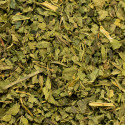 Plante Ortie Bio