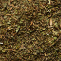 Plante Menthe Bio