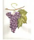 Thé du grand vignoble : thé noir raisin