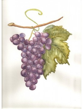 Petits fruits rouges du Vignoble Bio*