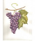 Petits fruits rouges du Vignoble Bio*