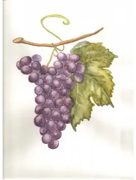 Jardin du vignoble (Thé vert) 75g