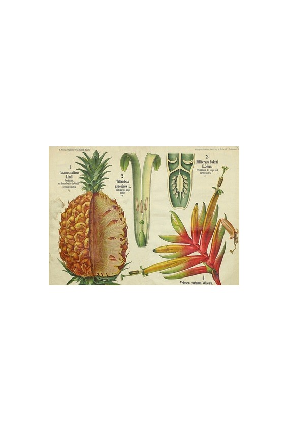 Thé vert Douceur Ananas Bio*