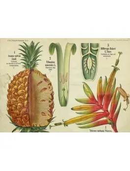 Thé vert Douceur Ananas Bio*