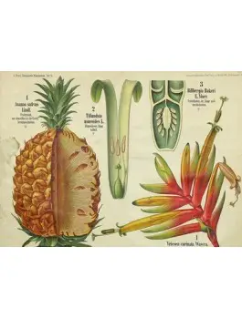 Thé vert Douceur Ananas Bio*75g