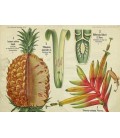 Thé vert Douceur Ananas Bio*