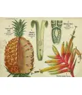 Thé vert Douceur Ananas Bio*