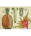 Thé vert Douceur Ananas Bio*75g