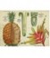 Thé vert Douceur Ananas