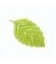 Basilic feuilles 50 g Bio*