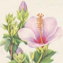 Hibiscus fleurs ou Karkadé 75g BIO