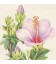 Hibiscus fleurs ou Karkadé 75g BIO