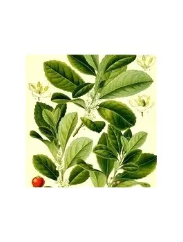 Maté du Brésil 75g BIO