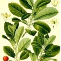 Maté du Brésil 75g BIO