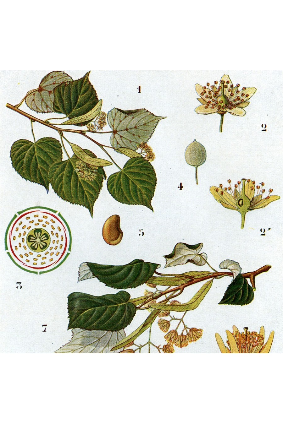 Tilleul dit de Carpentras inflorescences 30g BIO - Herbatica