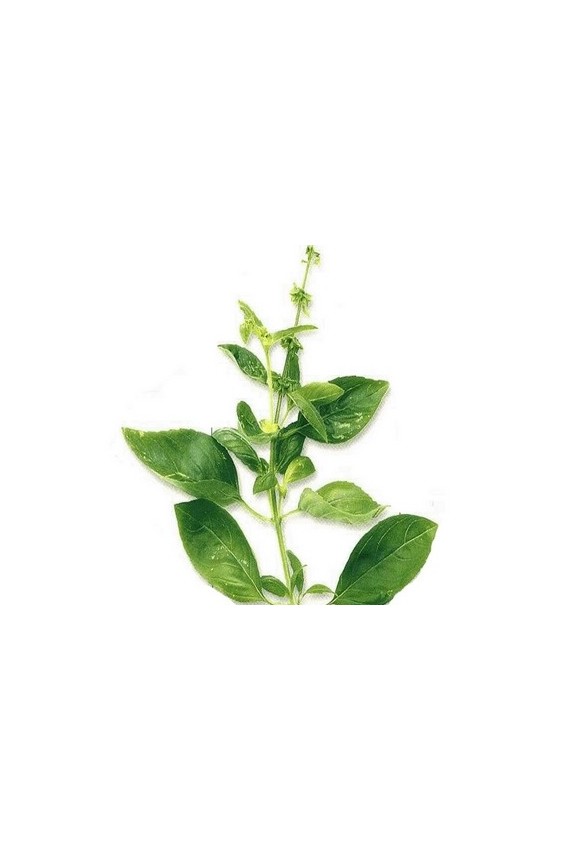 Tulsi ou basilic sacré Bio