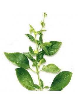 Tulsi ou basilic sacré Bio