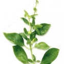 Tulsi ou basilic sacré Bio*