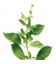 Tulsi ou basilic sacré Bio*
