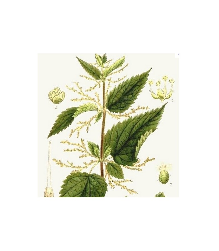 Tilleul dit de Carpentras inflorescences 30g BIO - Herbatica