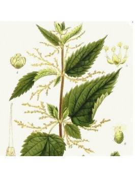 Ortie feuilles Bio*