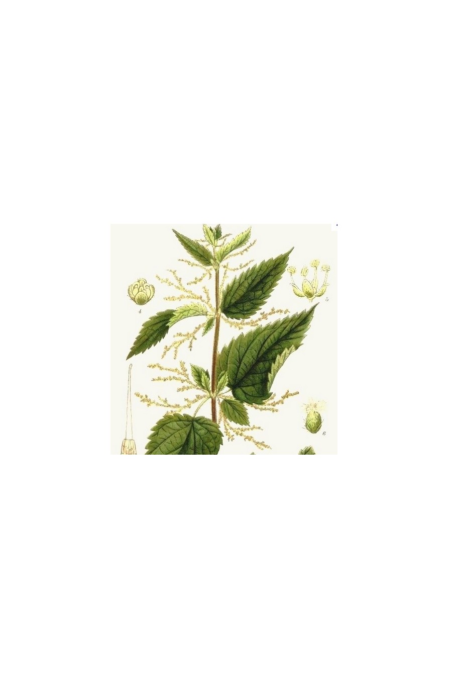 Infusion d'Ortie BIO en feuilles - 50 g