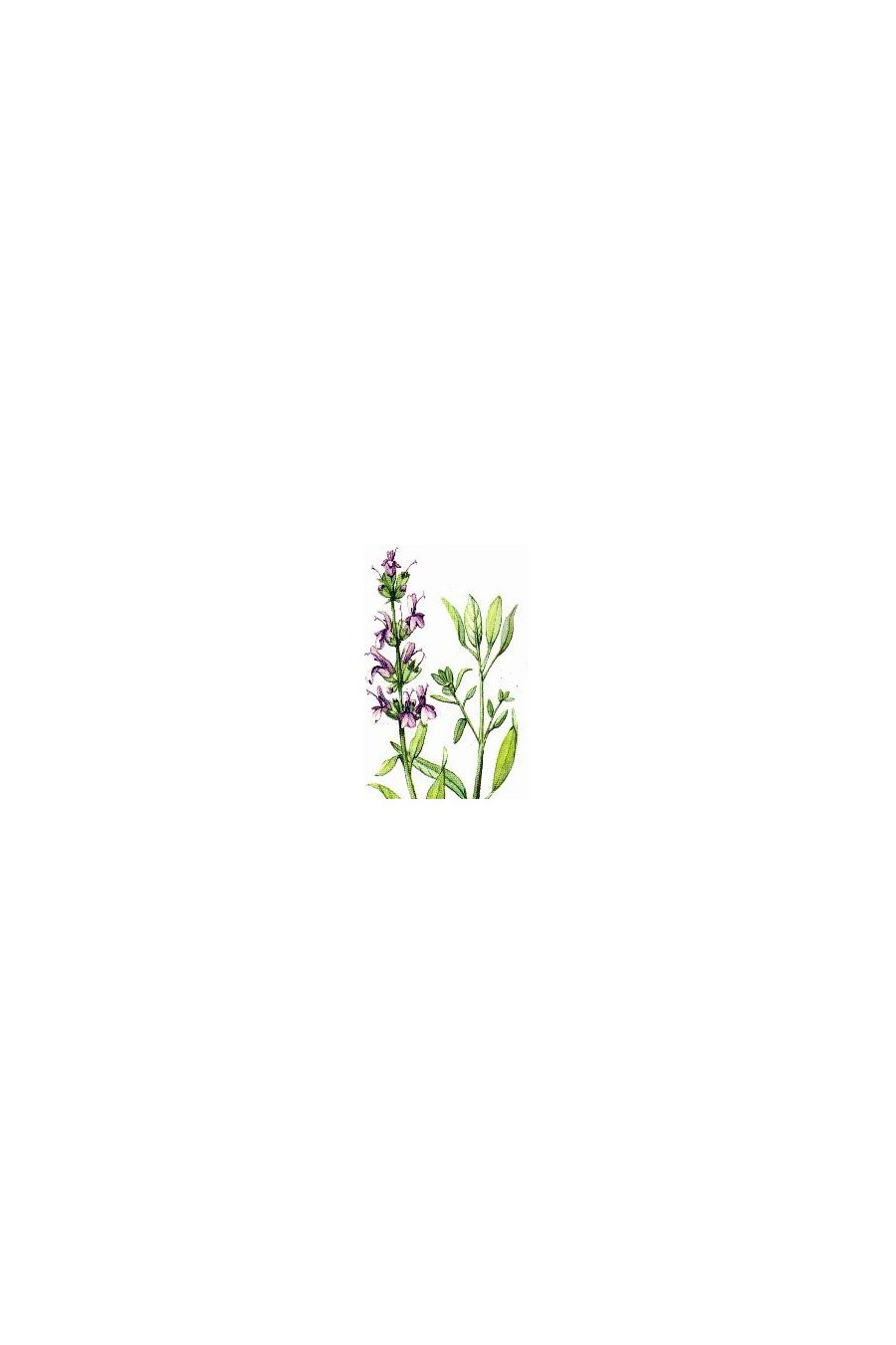 Sauge officinale - tisane bio - 50g