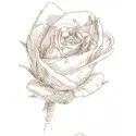 Noir de Rose Thé noir