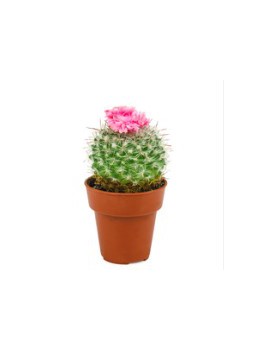 Thé vert fleur de Cactus 80g