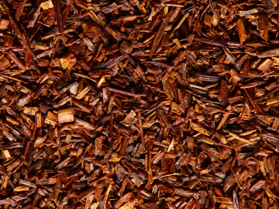 Rooibos : Découvrez le Thé Rouge d’Afrique et ses Bienfaits